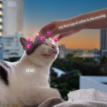 Meme 4; "Coffee Cat"